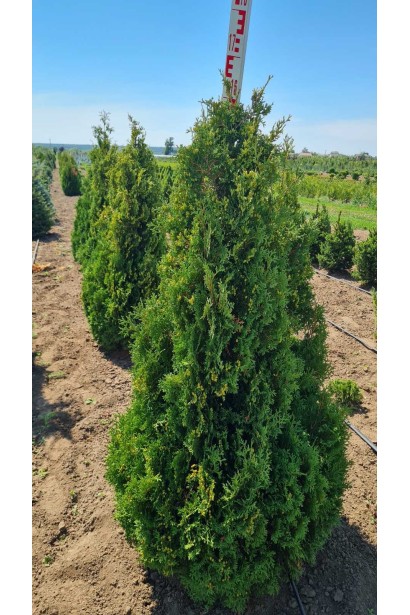 Компактна туя Холмструп із щільною пірамідальною кроною.